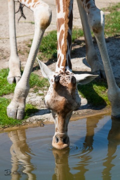 tiere_0001