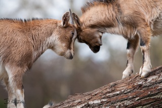 tiere_0004