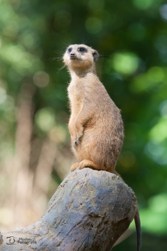 tiere_0005