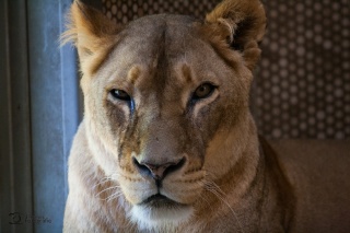 tiere_0006