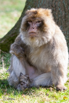 tiere_0007