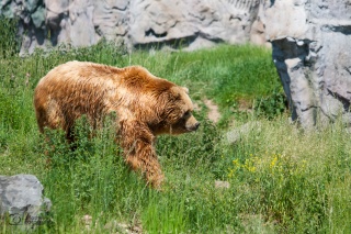 tiere_0008