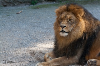 tiere_0011