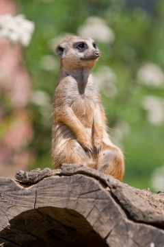 tiere_0012