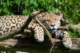 tiere_0016