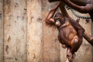 tiere_0017