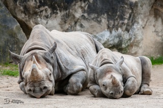 tiere_0018