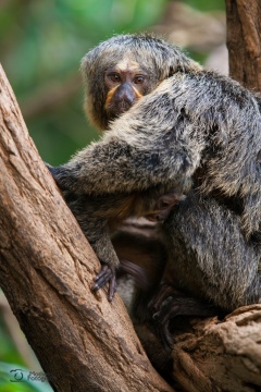 tiere_0020